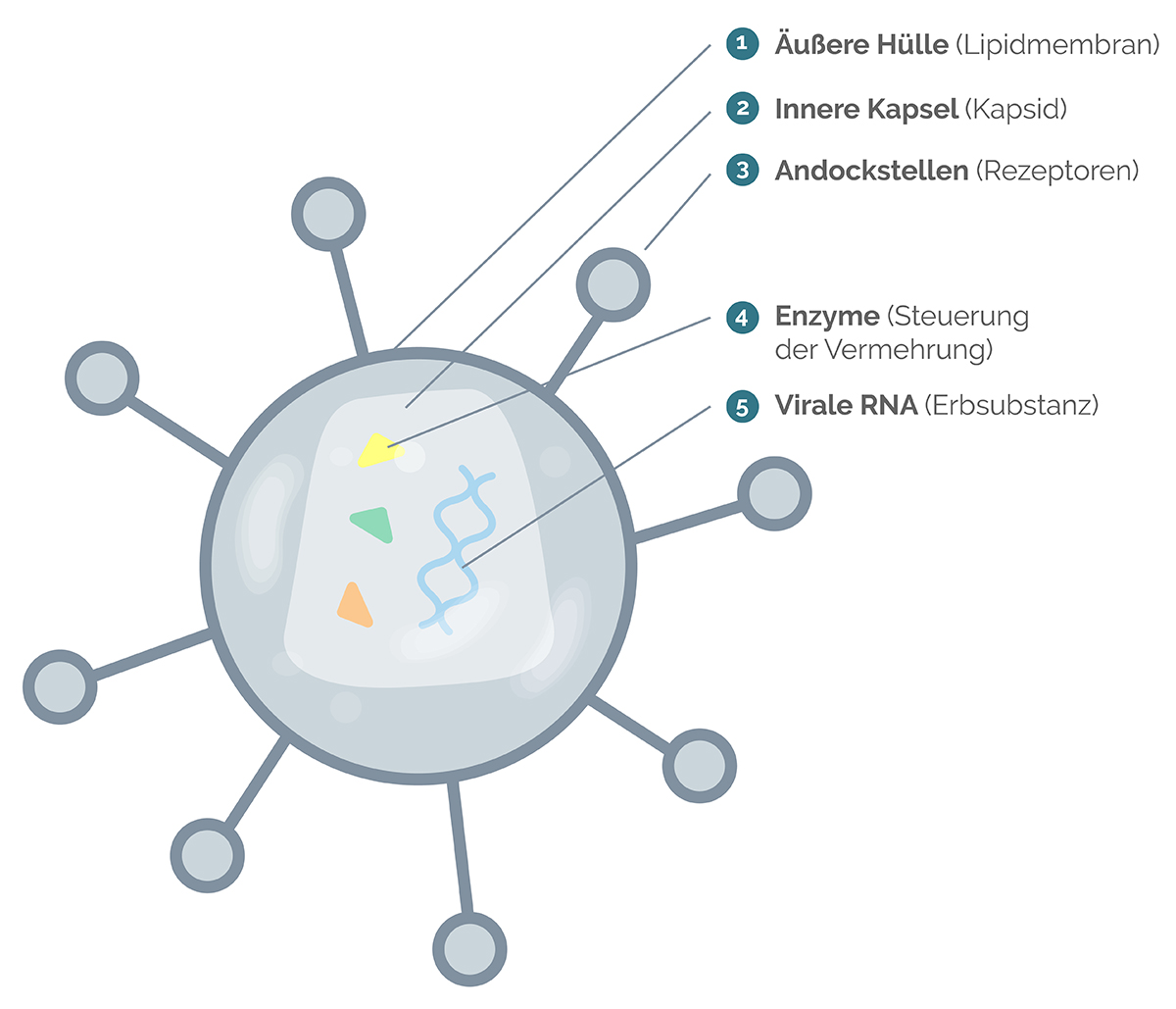 Aufbau von HIV schematisch dargestellt Aufbau von HIV schematisch dargestellt
